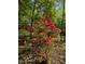 Landscaping detail featuring a beautiful red blooming azalea bush in a wooded setting at 205 Bruton Dr, Chapel Hill, NC 27516