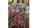 Beautifully landscaped grounds featuring flowering azaleas with both white and pink blossoms at 205 Bruton Dr, Chapel Hill, NC 27516