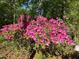 Vibrant pink azalea bush adds a splash of color to the beautiful outdoor space at 205 Bruton Dr, Chapel Hill, NC 27516
