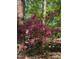 Pink azalea bush in a wooded yard provides natural beauty and charm to the property at 205 Bruton Dr, Chapel Hill, NC 27516