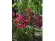 Lush pink azalea bushes add color and charm to the home's landscaping at 205 Bruton Dr, Chapel Hill, NC 27516
