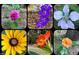 Collage of colorful flowers in the property's landscaping, including roses and delphiniums at 206 Lilliput Ln, Wake Forest, NC 27587
