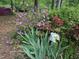 Landscaped yard with mixed flowers and greenery providing a colorful space at 2511 Bexley Ave, Durham, NC 27707