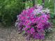 Varied azalea bushes adding beauty and color to the home's landscaping at 2511 Bexley Ave, Durham, NC 27707