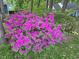Lush azalea bushes with vibrant purple blooms enhancing the yard's beauty at 2511 Bexley Ave, Durham, NC 27707