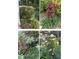 Four close up views of rose bushes in the garden by the home at 210 Shillings Chase Dr, Cary, NC 27518
