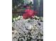 Beautiful backyard with colorful flowering bushes, a wooden fence, and a glimpse of a deck in a cozy setting at 501 Samara St, Apex, NC 27502