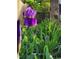 Vibrant purple iris in full bloom, surrounded by lush greenery, capturing the beauty of nature at 501 Samara St, Apex, NC 27502