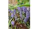 Detailed shot of purple flowers, showcasing intricate details and natural beauty at 501 Samara St, Apex, NC 27502