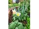 Charming garden featuring daffodils, lamb's ear, and mulch landscaping at 501 Samara St, Apex, NC 27502