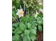 Lush garden bed featuring daffodils with a yellow center, complemented by textured green foliage at 501 Samara St, Apex, NC 27502