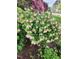 Beautiful curb appeal with lush greenery and flowering bushes adding color and texture to the front yard at 501 Samara St, Apex, NC 27502