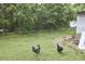 Backyard with chickens roaming freely on a well-kept lawn and wooded perimeter at 909 Goodwin Rd, Durham, NC 27712