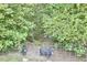 Pigs in a pen surrounded by dense greenery and a secure metal fence for safety at 909 Goodwin Rd, Durham, NC 27712