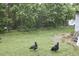 A yard with 2 chickens is surrounded by mature trees and a small, enclosed outbuilding at 909 Goodwin Rd, Durham, NC 27712