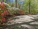 Flowering bushes grow next to the gravel driveway at 2600 Snow Hill Rd, Durham, NC 27712