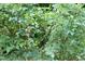 Lush, green foliage and unripe blueberries thriving in a beautiful natural environment at 2600 Snow Hill Rd, Durham, NC 27712