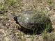 Close up of a turtle with mossy shell at 318 Duck Pond Ln, Clayton, NC 27520