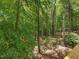 Secluded wooded area with towering trees and greenery provides a peaceful, natural retreat, promoting serenity at 120 Spring Hollow Ln, Cary, NC 27518