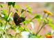 Beautiful black swallowtail butterfly resting on vibrant orange flowers, capturing nature's delicate beauty at 3123 Brassfield Rd, Creedmoor, NC 27522