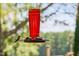 Close up of a hummingbird feeder with a tiny hummingbird perched, set against a tranquil green background at 3123 Brassfield Rd, Creedmoor, NC 27522