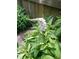Close-up of a blooming white flower showcasing the beauty of the landscaped garden at 9009 Miranda Dr, Raleigh, NC 27617