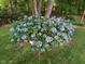Hydrangea bush with vibrant blue blossoms adds a touch of elegance to the lush, green yard at 9009 Miranda Dr, Raleigh, NC 27617