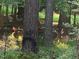 Two deer relaxing amongst the trees in the backyard at 14 Striding Ridge Ct, Durham, NC 27713