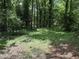 Spacious wooded backyard surrounded by trees and lush greenery at 317 Gary St, Durham, NC 27703