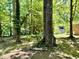 Backyard featuring mature trees and a view of a shed at 1713 S Garnett St, Henderson, NC 27536