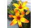 Close up of vibrant, orange-yellow lily flowers in bloom at 113 Dowington Ln, Cary, NC 27519