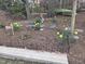 Beautiful garden featuring daffodils and stepping stones, adding charm and color to the outdoor space at 1025 Kingsway Dr, Apex, NC 27502
