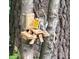 Squirrel perched at a wooden picnic table feeder on a tree trunk at 13 Crosswinds Estates Dr, Pittsboro, NC 27312