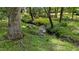 Scenic creek flowing through a wooded area, showcasing the property's natural landscape at 5308 Stableview Ct, Holly Springs, NC 27540