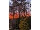 Beautiful sunset view framed by tall trees and lush greenery in a serene outdoor setting at 1004 Taywood Way, Apex, NC 27502