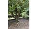 Magnolia tree in a shady front yard with large roots and foliage at 3125 Stanford Dr, Durham, NC 27707