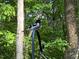 Bird perched in the backyard, showcasing the natural wildlife and peaceful environment at 1115 Trailwood Dr, Raleigh, NC 27606