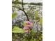 Lake view featuring beautiful flowers and natural foliage, showcasing the serene environment at 1115 Trailwood Dr, Raleigh, NC 27606