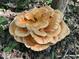 Large mushroom growing on the forest floor, highlighting the property's natural surroundings and biodiversity at 1115 Trailwood Dr, Raleigh, NC 27606