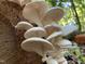 Mushrooms growing on tree showcasing the natural ecosystem of the property at 1115 Trailwood Dr, Raleigh, NC 27606