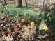 Daffodils blooming in the yard, highlighting the natural beauty of the property at 1115 Trailwood Dr, Raleigh, NC 27606