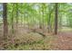 A wooded backyard with dense trees and fallen leaves covering the ground at 553 Isley Rd, Haw River, NC 27258