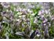 Beautiful closeup of flowers on the home grounds on a sunny day at 1604 Pinecrest Rd, Durham, NC 27705