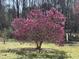Scenic yard featuring a beautiful magnolia tree in full bloom, set against a backdrop of mature trees at 41 Maple Cir, Pittsboro, NC 27312