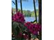 Up-close picture of bright pink rhododendrons, enhancing the natural beauty of the landscape at 1009 Bearglades Ln, Raleigh, NC 27615