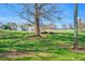 Picturesque pasture with cows resting under a shade tree, enhancing the rural charm at 3 Yancey, Pittsboro, NC 27312