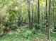The home has a forest backyard, featuring lush green foliage and mature trees at 4206 Camden Woods Ct, Raleigh, NC 27612
