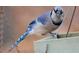 Blue Jay on bird feeder; attract avian wildlife and appreciate your home's surrounding nature at 9 Sandhill Ln, Durham, NC 27713