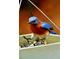 Bluebird near bird feeder, a pleasant sight that nature lovers will enjoy at 9 Sandhill Ln, Durham, NC 27713