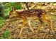 Fawn walking in the yard; wildlife adds natural beauty to the surrounding property at 9 Sandhill Ln, Durham, NC 27713